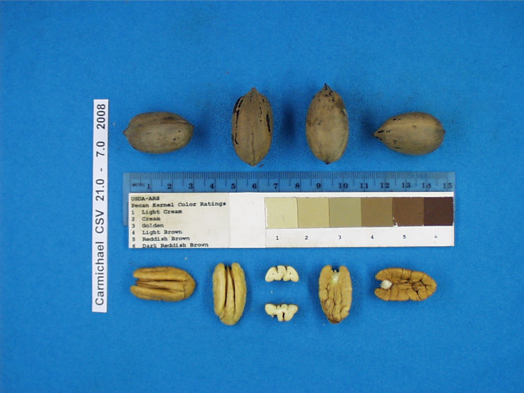 Click for 1 image(s) for this accession. Image